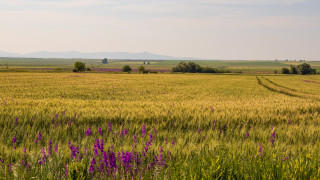 Производителите няма къде да продават продукцията си не получават достатъчно