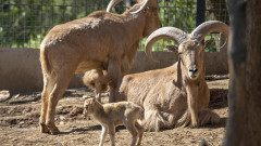 На много бебета за радват в зоопарка в Стара Загора