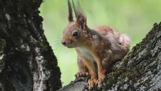 Днес ще бъде слънчево Купеста облачност ще има в следобедните
