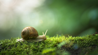 Светът на животните е пълен с какви ли не изненади