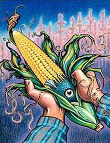 Полша забрани отглеждането на ГМО царевица и картофи