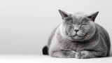 Котките, часовете, които прекарват в сън, и защо са толкова много