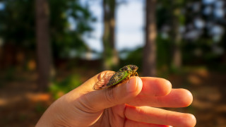 Топъл летен ден някъде през юли или август Съвсем