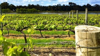 Откриха тялото на мъж в лозе край Сандански съобщава 24