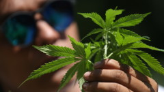 САЩ прави крачка към легализиране на марихуаната на федерално ниво