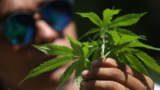 Полицията намери и иззе 126 кг марихуана в местност край
