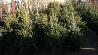 Масови проверки за незаконна продажба на коледните дръвчета започва в
