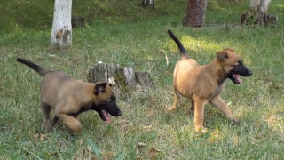 Въвеждат годишна такса за ловните кучета във Варна