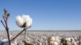  Цените на памука скачат на фона на най-ниската годишна продукция от 10 години насам в Съединени американски щати 