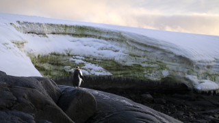 Леденият континент Антарктида преживява изненадваща трансформация тъй като покрайнините му стават