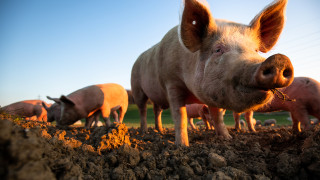 Схипхол в Амстердам е едно от най натоварените летища в Европа