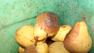 Лятото е сезонът през който има най много насекоми като не