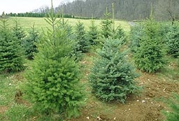 90 хил. елхи за Коледа осигуряват Държавните горски предприятия