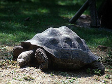 Осъдиха бракониери на защитени костенурки