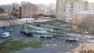 Стадо от 10-ина коня гордо пресича булевард в Кърджали