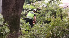 Дърво затисна и уби възрастен мъж на пейка