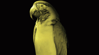 589 нелегално транспортирани екзотични птици са хванали властите в Одрин