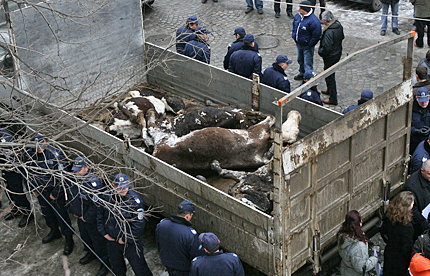 Камион с умрели от глад крави докараха протестиращи в София
