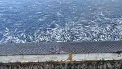 Спешна проверка заради огромно количество мъртва риба в Карловско