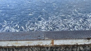 Сигнал за огромно количество умряла риба вдигна на крак Изпълнителната