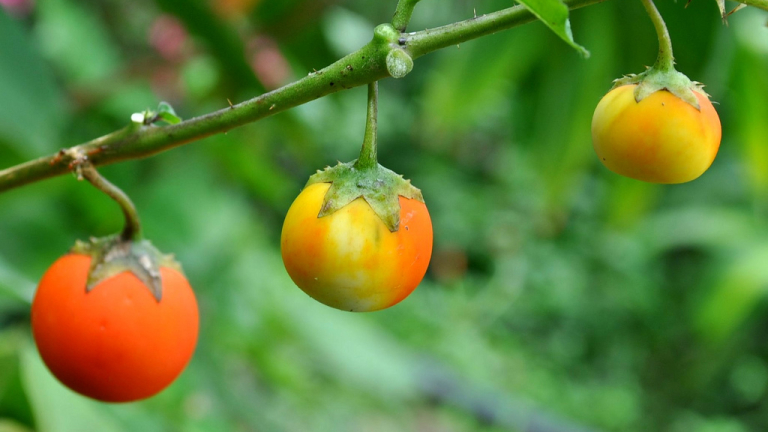 Изображение 218520