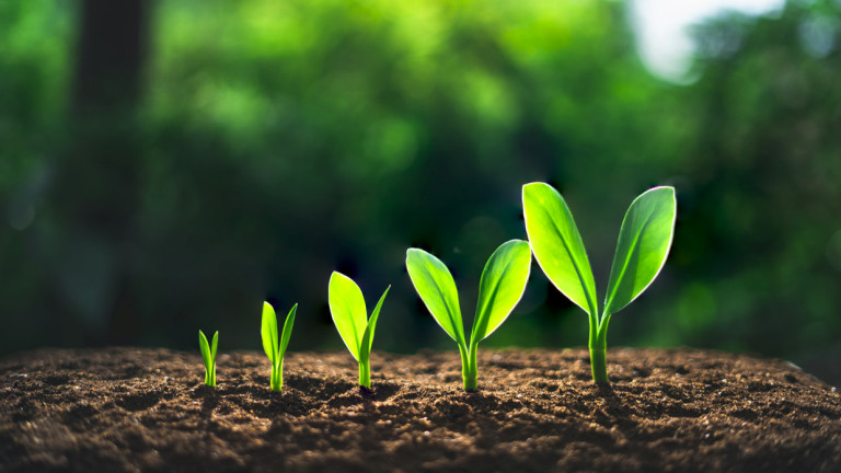 Защо винаги е добре да разговаряме със своите растения