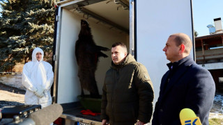 МЗХ и БАБХ показват как се взима проба от дива свиня за трихинелоза и АЧС