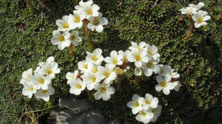 ЮНЕСКО одобри четири български биосферни резервата