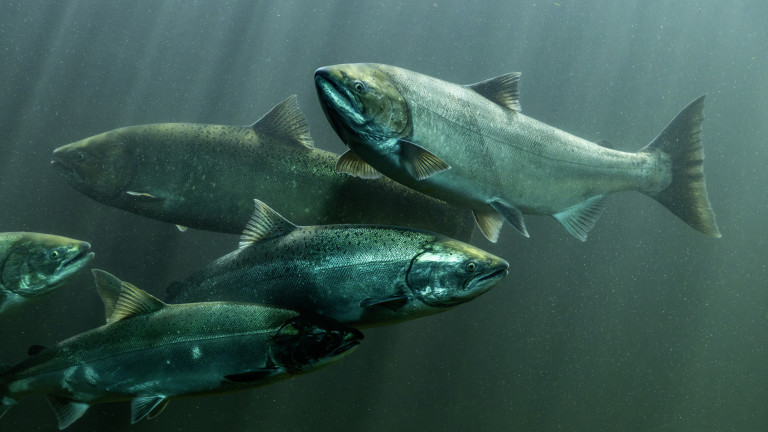 Замърсената с кокаин вода и ефектът върху дивата сьомга