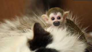 Котка стана майка на малка маймунка (ВИДЕО)