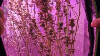 Хванаха бургазлия опънал си палатка с марихуана в апартамента По