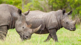 Белият носорог и инвитро процедурите, с които ще бъде спасяван изчезващият вид