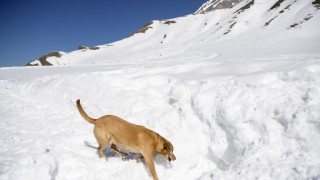 Четирима скиори от Германия са загинали в лавина в Бернските
