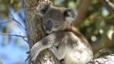  Австралия създава нов проект за запазване на застрашените скотски и растителни типове 