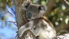 Как да спасим коалите