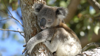 Австралия планира да спре изчезването на още животински видове и