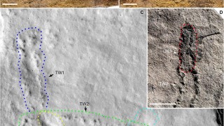 В южната част на Китай са намерени вкаменелости от стъпките