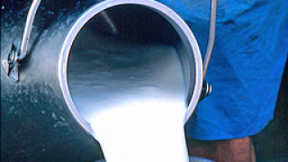 3 млн. литра мляко изхвърлят белгийските фермери 