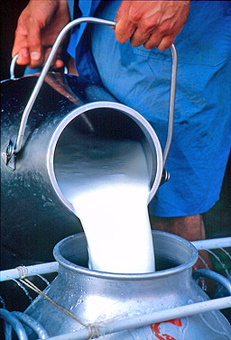 500 л. мляко изляха във Велико Търново