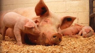 Китай връща свинската чума в Русия