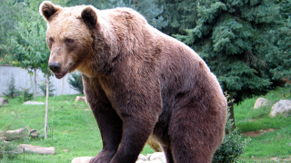 Страх в Сопот заради бродеща мечка