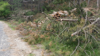 Горски задържаха камион с незаконна дървесина във видинско