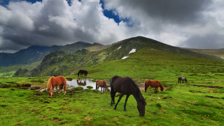 Част от буковите ни гори вече са обект на ЮНЕСКО