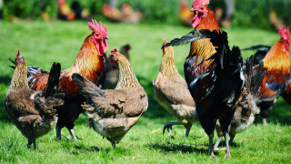 Установиха четири огнища на инфлуенца по птиците в Славяново