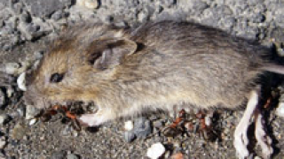 Полски мишки нападнаха посевите в Разградско