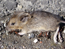 Оставяли отровата за мишки под детските легла в дома в Пловдив 