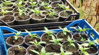 Гранични полицаи са разкрили оранжерия за марихуана в частен имот