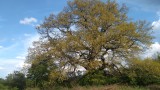 Български дъб в конкурса „Европейско дърво на годината“