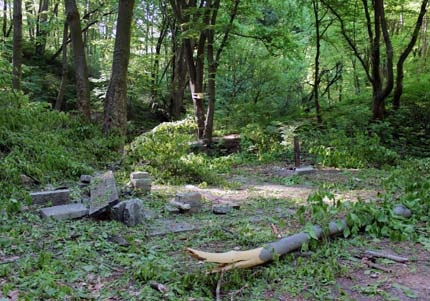 Вековна гора се унищожава незаконно край Лозенския манастир