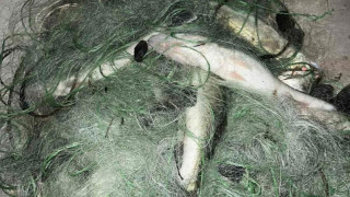 Инспектори от Изпълнителна агенция по рибарство и аквакултури ИАРА извадиха